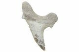 Fossil Ginsu Shark (Cretoxyrhina) Tooth - Kansas #219139-1